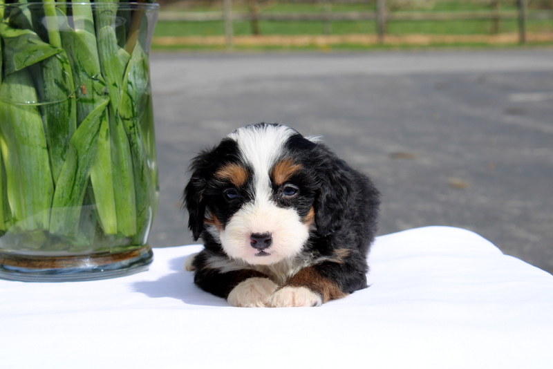 puppy, for, sale, Mini Bernedoodle F2, Matthew B. Stoltzfus, dog, breeder, Gap, PA, dog-breeder, puppy-for-sale, forsale, nearby, find, puppyfind, locator, puppylocator, aca